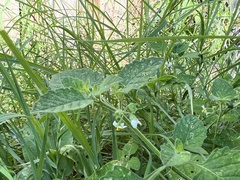 Solanum sarrachoides