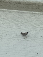 Fissicrambus mutabilis