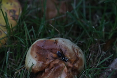 Drosophilidae