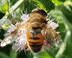 Eristalis