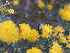 Diphucephala