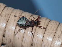 Harpactorini