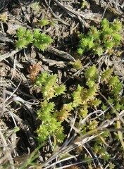 Crassula