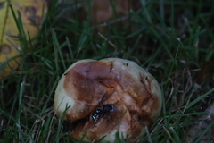 Drosophilidae
