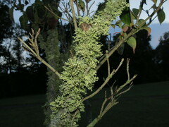 Ramalina americana