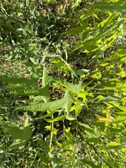 Hibiscus laevis