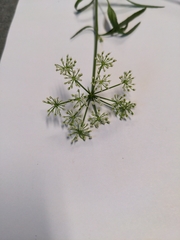 Ptilimnium capillaceum