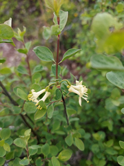Lonicera caerulea
