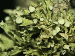 Ramalina americana