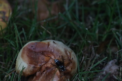 Drosophilidae