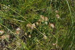 Anthyllis vulneraria boissieri