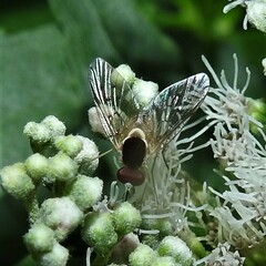 Bombyliidae