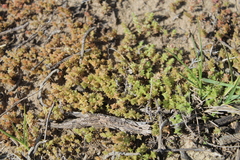 Crassula