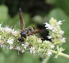 Ancistrocerus antilope