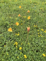 Zephyranthes tubispatha