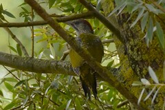 Picus viridis