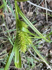Carex lupulina