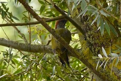 Picus viridis