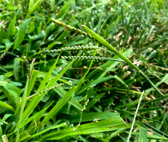 Paspalum