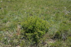 Spiraea hypericifolia