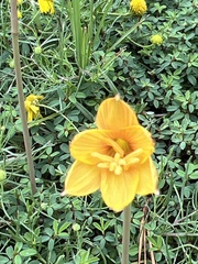 Zephyranthes tubispatha