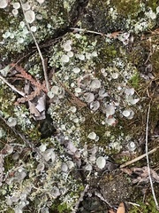 Cladonia pyxidata