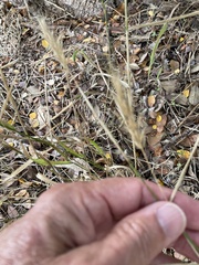 Elymus virginicus