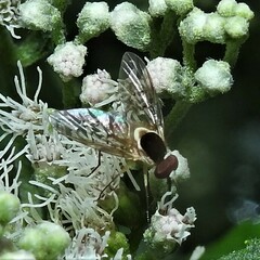 Bombyliidae