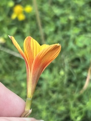 Zephyranthes tubispatha