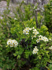 Spiraea hypericifolia
