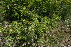 Spiraea hypericifolia