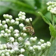 Bombyliidae