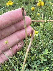 Zephyranthes tubispatha