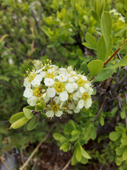 Spiraea hypericifolia