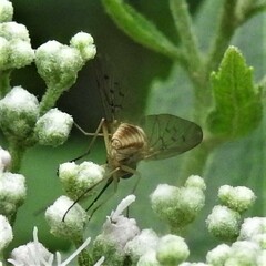 Bombyliidae