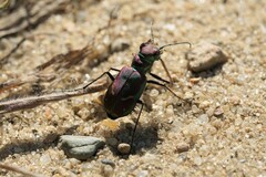 Cicindela purpurea