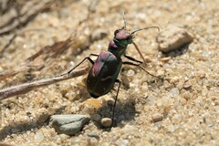 Cicindela purpurea