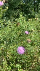 Cirsium discolor