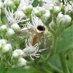 Bombyliidae
