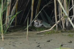 Charadrius hiaticula