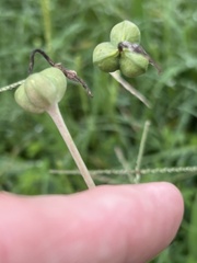 Zephyranthes tubispatha