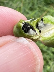 Zephyranthes tubispatha