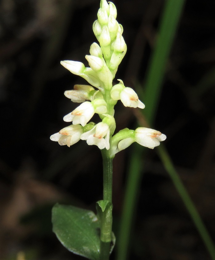 Jug Orchid in August 2018 by j_appleget · iNaturalist