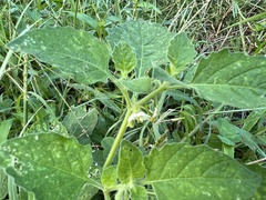 Solanum sarrachoides