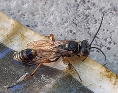 Sceliphron curvatum