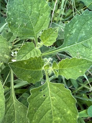 Solanum sarrachoides