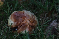 Drosophilidae
