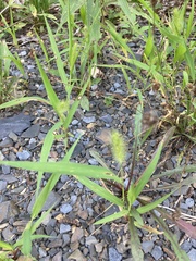 Setaria viridis