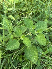 Solanum sarrachoides