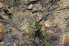 Dodonaea viscosa